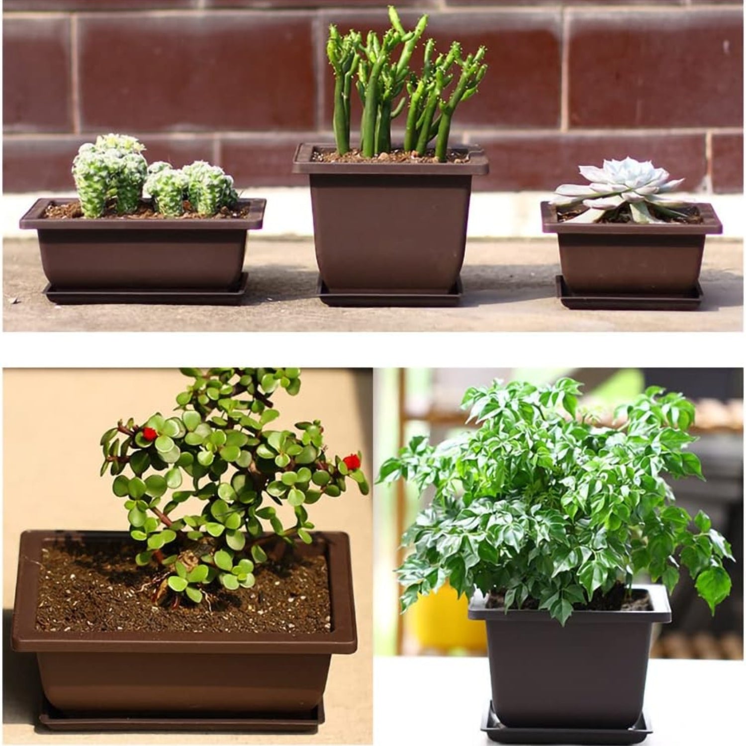 Bonsai Schale mit Untersetzer 6er Set Kunststoff Pflanztöpfe 16x12x6cm Inklusive 3 Mini Gartenwerkzeuge Wiederverwendbar für Indoor und Outdoor