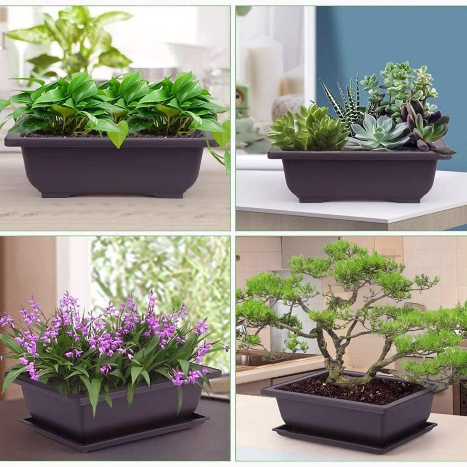 Bonsai Schale Set mit Untersetzer 6 Rechteckige Trainingstöpfe 3