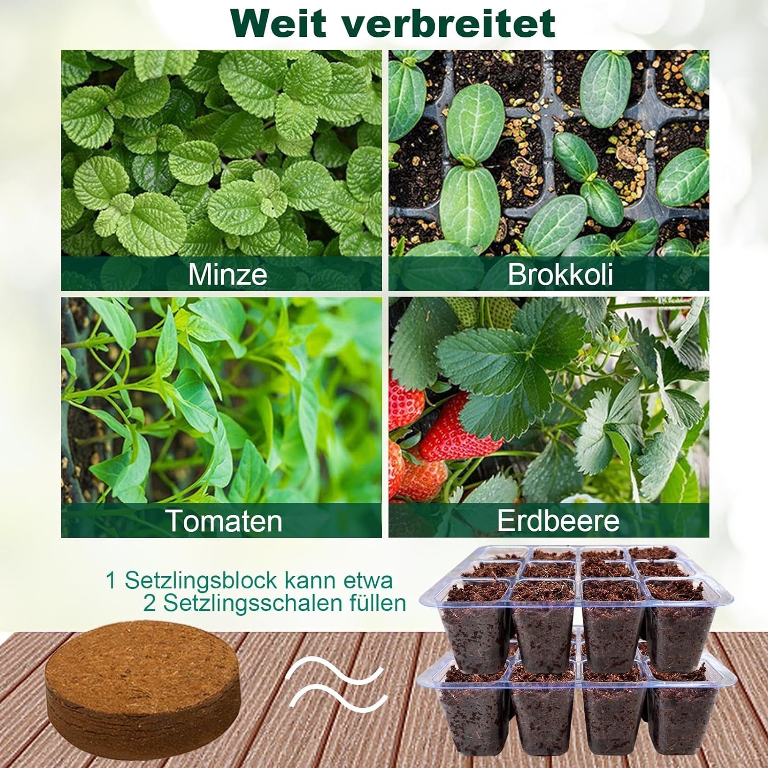 Gewächshaus Klein Indoor Gewächshaus 6 Stück Setzling Starter Set