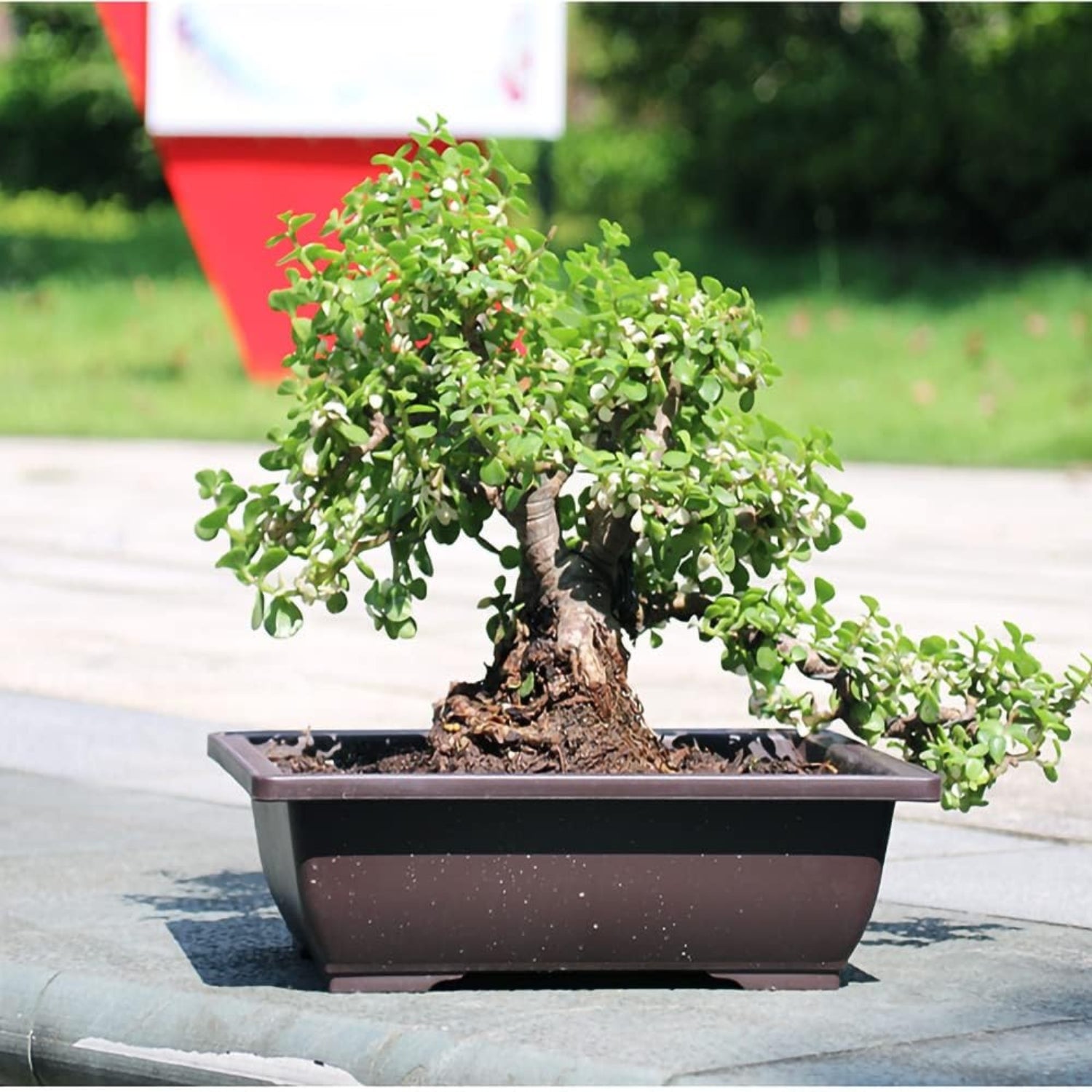 6er Bonsai Schale mit Untersetzer und Mini Gartenwerkzeug Set Kunststoff