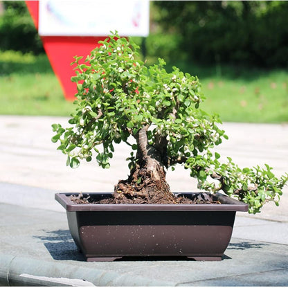 6er Bonsai Schale mit Untersetzer und Mini Gartenwerkzeug Set Kunststoff