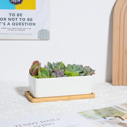 T4U 16.5CM Keramik Sukkulenten Töpfe Kaktus Pflanze Blumentöpfe Weiß 2er Set