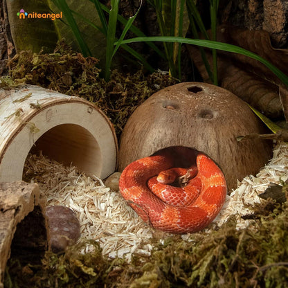 Niteangel 2er Pack Natürliche Kokosnuss Verstecke für