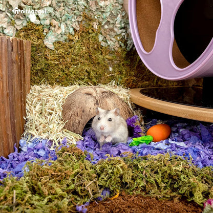 2er Pack Natürliche Kokosnuss Verstecke Reptilien Aquarium