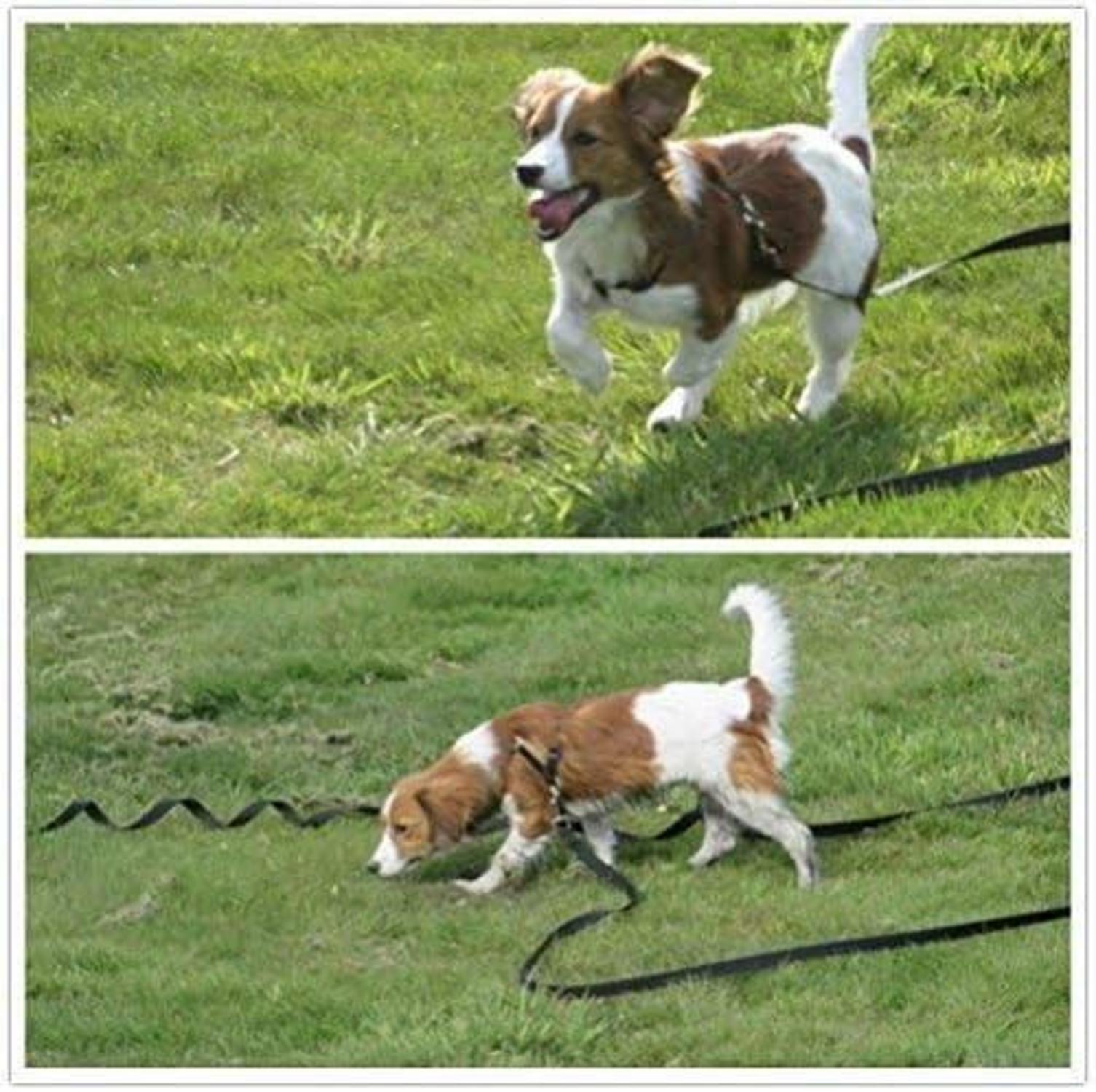 Schleppleine für Hunde 10m Nylon Schwarz Karabiner Training