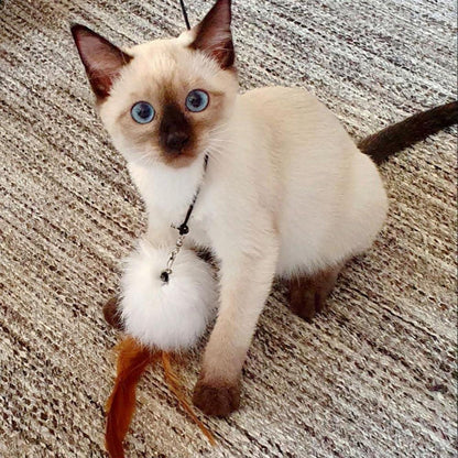 MAIYADUO Katzenspielzeug Feder Natur Glocke 5 Feder