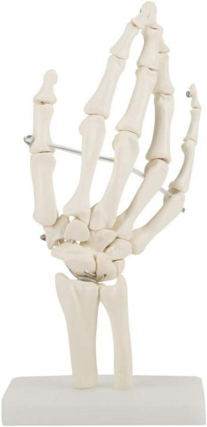 Anatomisches Skelettmodell lebensgroße menschliche Handstudie