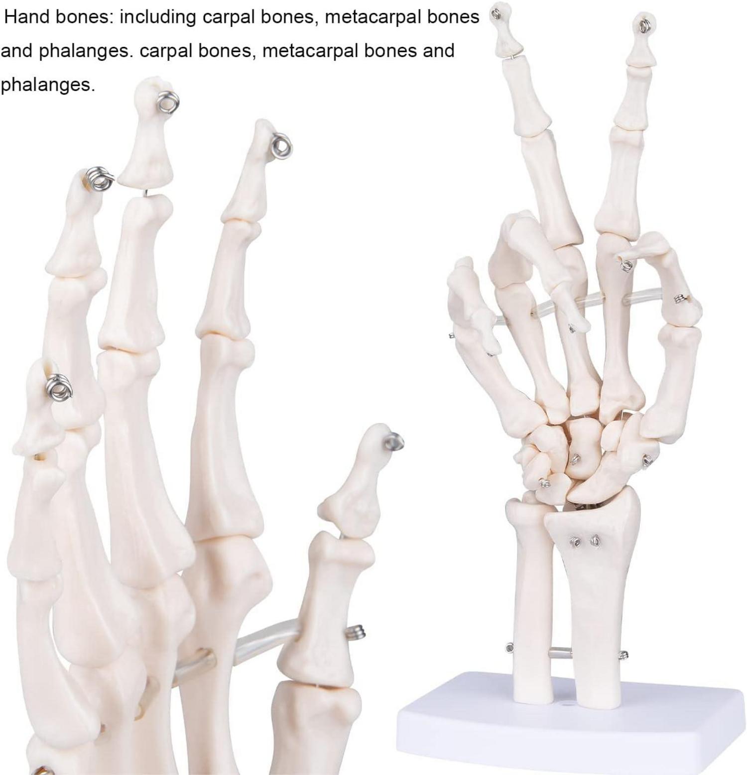 Anatomisches Handmodell lebensgroß medizinische Anatomie PVC Skelett