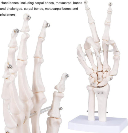 Anatomisches Handmodell lebensgroß medizinische Anatomie PVC Skelett