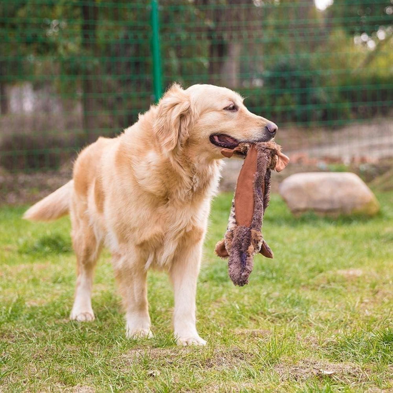 Aidiyapet 2er Pack Hundespielzeug Quietschend Interaktiv