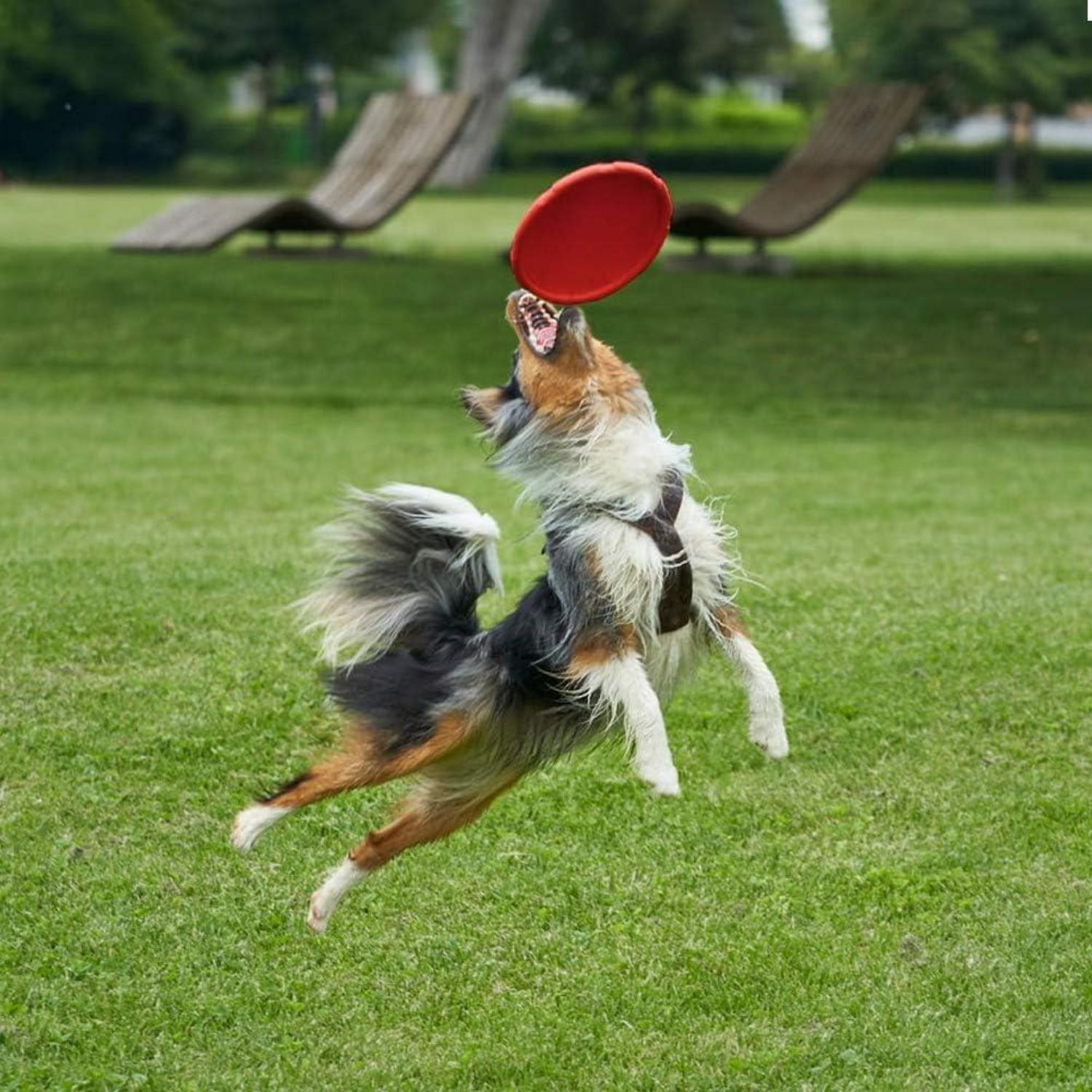 Vivifying Frisbee Hund 18cm 2 Stück Natürlich Kautschuk Land Wasser