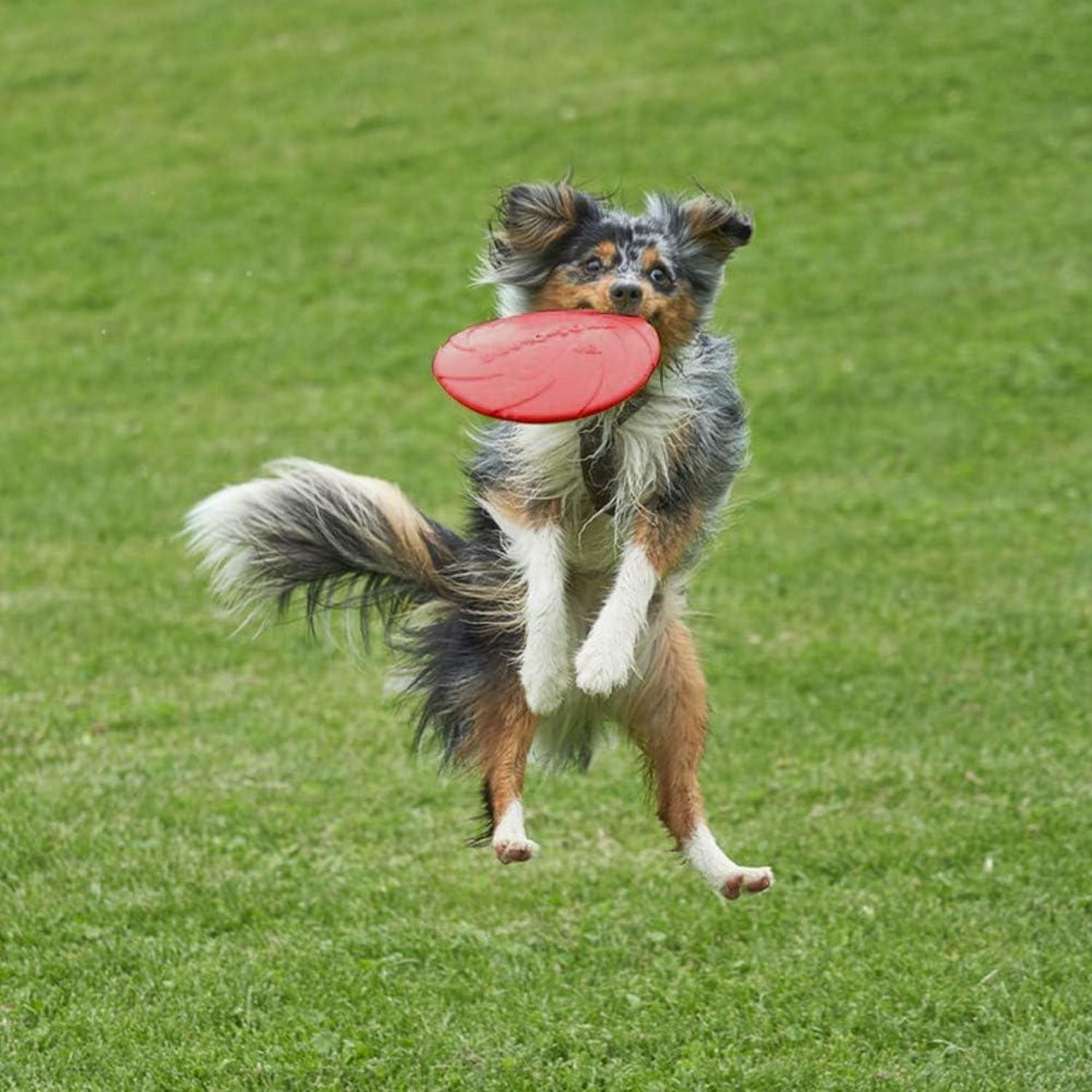 Hundefrisbee 18cm 2er Set Kautschuk Hundespielzeug Schwimmfähig Land Wasser