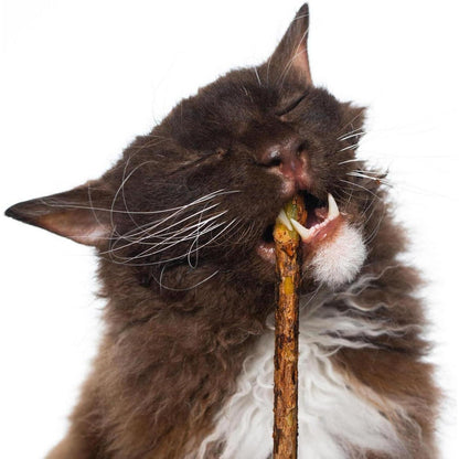 30 Katzenminze Sticks Matatabi Zahnpflege Katzenspielzeug