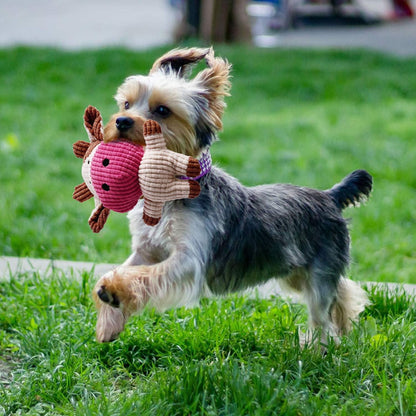 Toozey Hundespielzeug kleine Hunde 7 Stück - Langlebiges Kauspielzeug und Quietschspielzeug - Naturbaumwolle & Ungiftig
