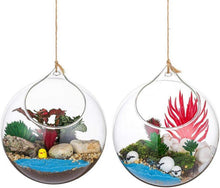 Hängende Glaskugel Vase 2 Stück Terrarium Sukkulenten DIY Design 12cm