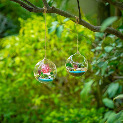 Hängende Glaskugel Vase 2 Stück Terrarium Sukkulenten DIY Design 12cm