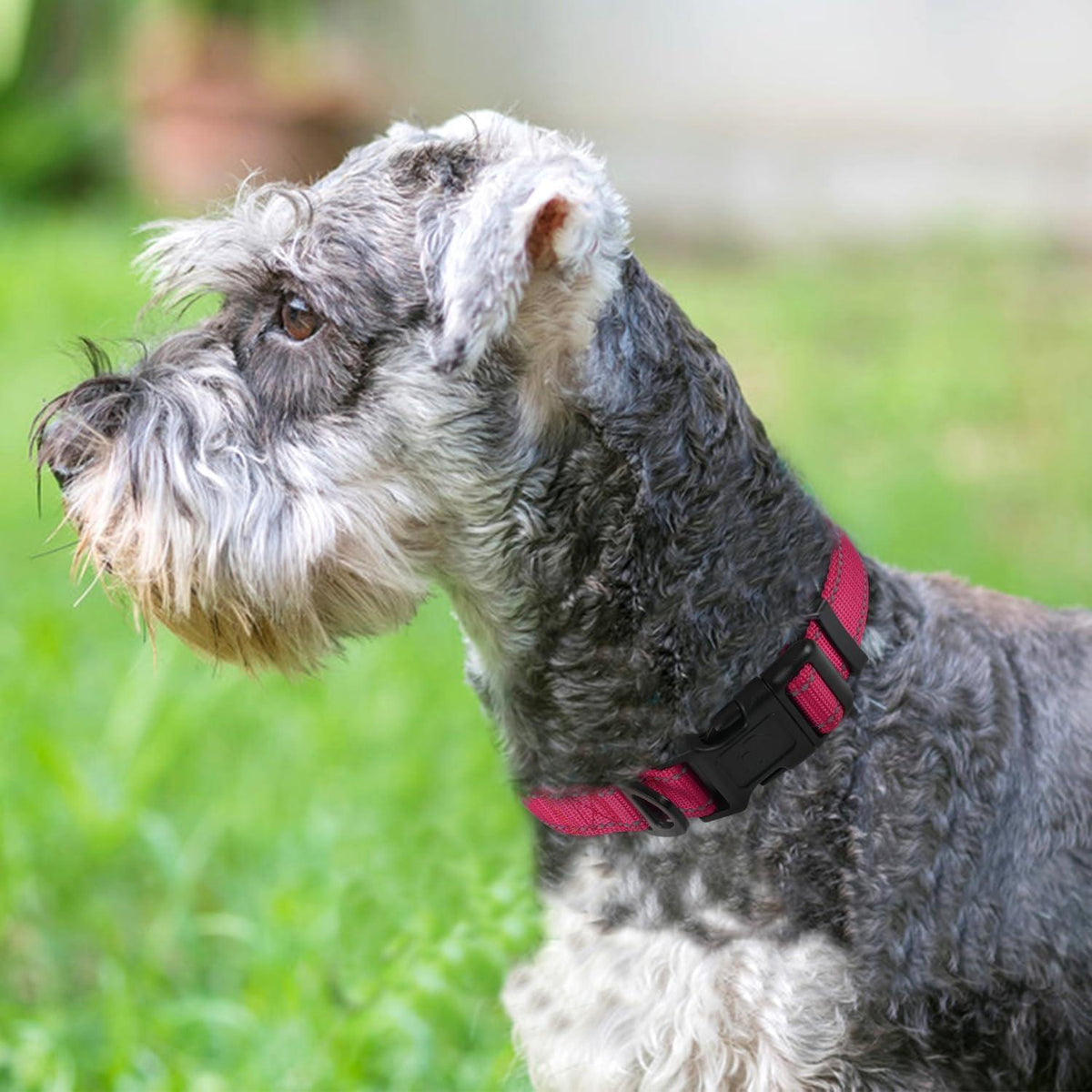 Gepolstertes Hundehalsband Neopren Nylon Reflektierend Verstellbar Hotpink S