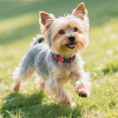 Joytale Reflektierendes Hundehalsband XS in Rot - Nylon mit