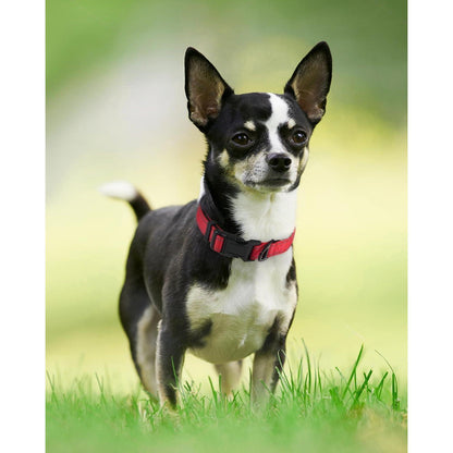 Joytale Reflektierendes Hundehalsband XS in Rot - Nylon mit