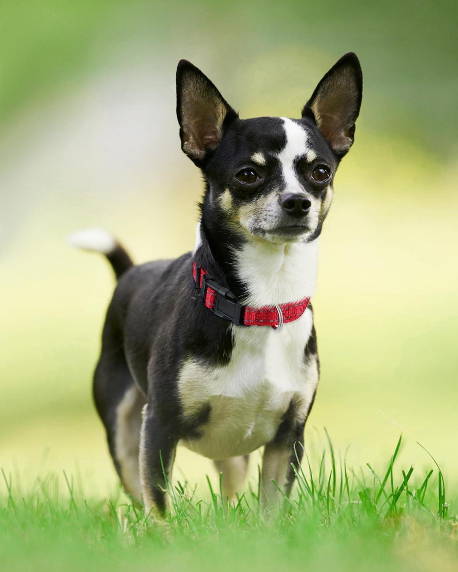 Joytale Reflektierendes Hundehalsband XS in Rot - Nylon mit