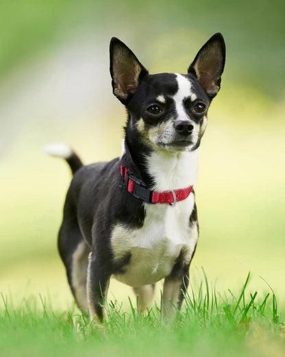 Joytale Reflektierendes Hundehalsband XS in Rot - Nylon mit