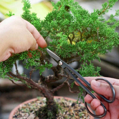 Bonsai Werkzeug Kit 13 teilig Scheren Draht Mini Werkzeuge