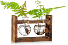 Glas-Terrarium Pflanzgefäß Holzregal 2 Stück Avocado Vase Eichel Vase