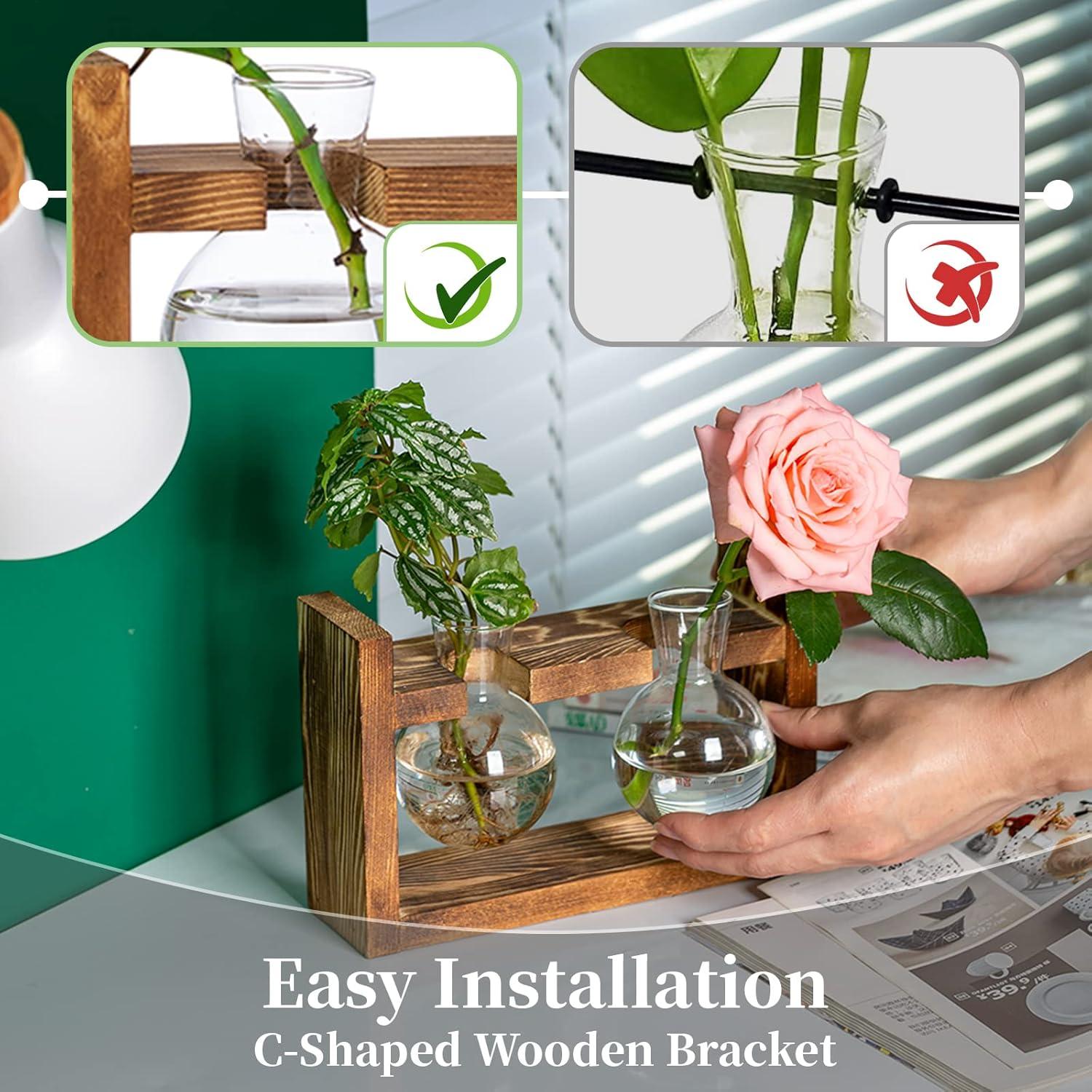 Vermehrungsstation Glasvase Avocado Terrarium Pflanzgefäß Holzregal