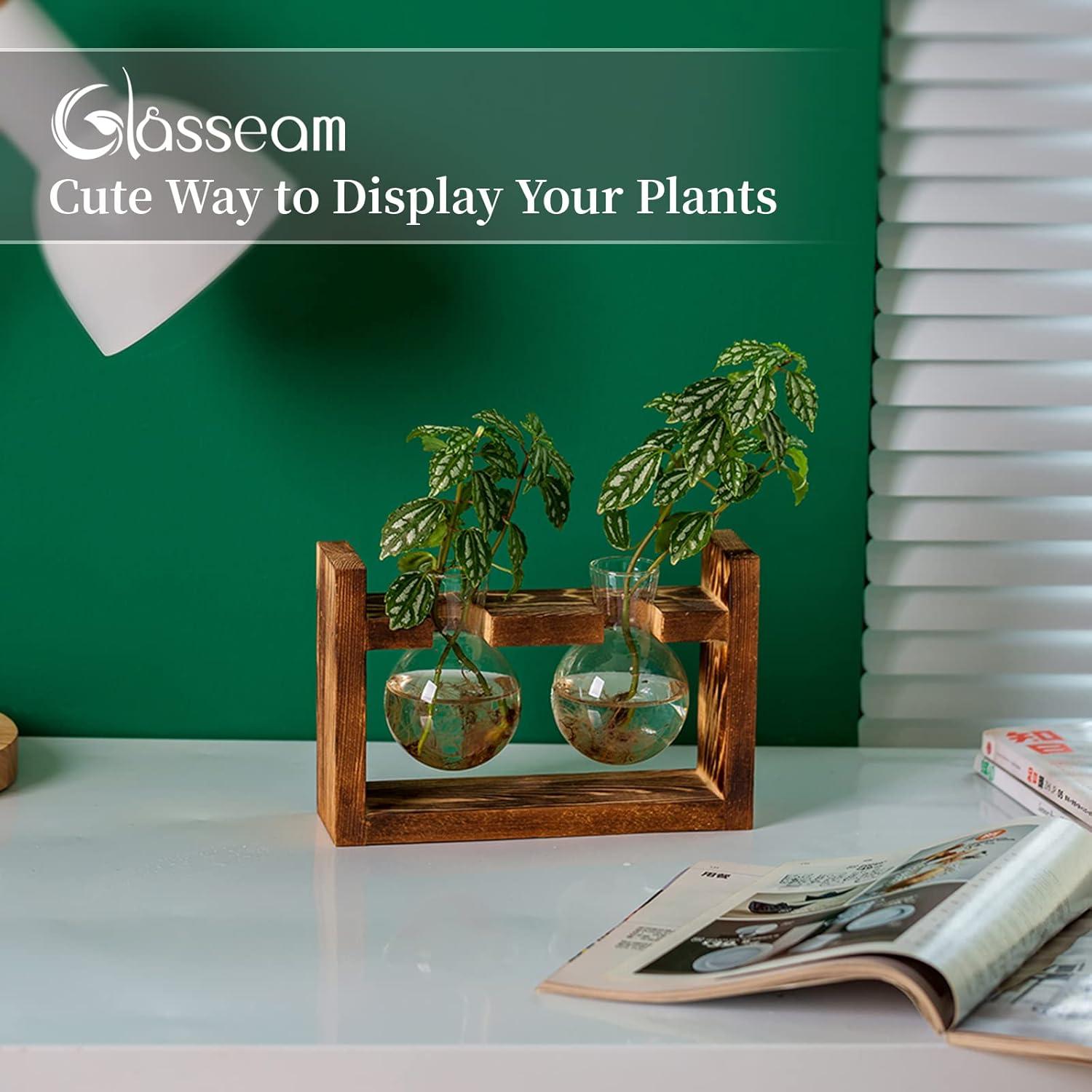 Avocado Glasvase Terrarium Set 2-teilig Holzregal für Pflanzen & Blumen