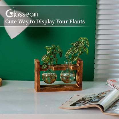 Avocado Glasvase Terrarium Set 2-teilig Holzregal für Pflanzen & Blumen