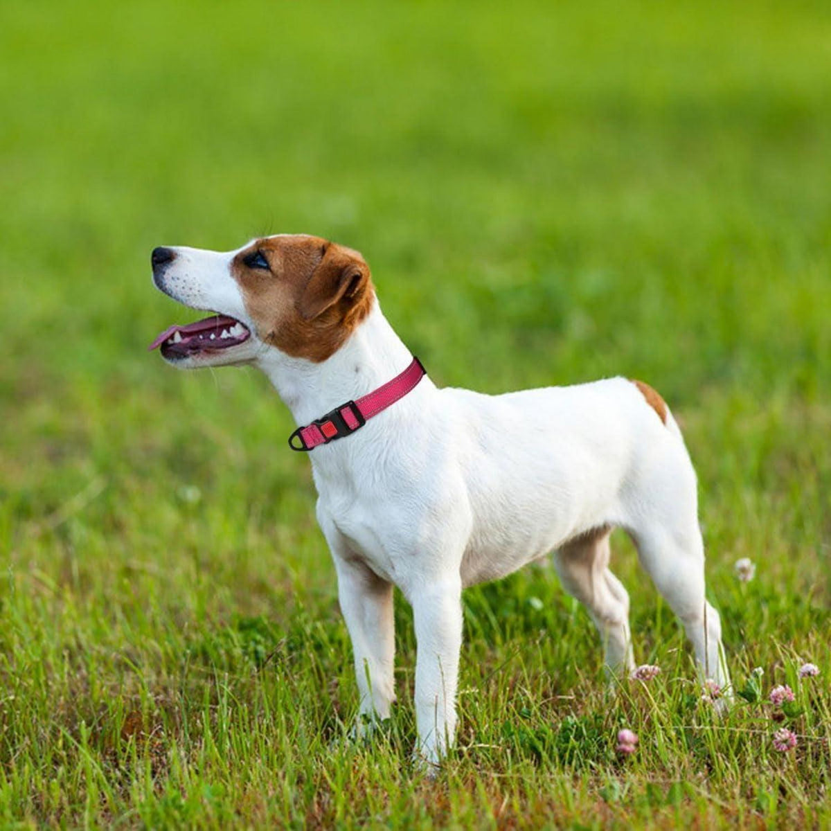 Hundehalsband Neopren Gepolstert Verstellbar Reflektierend S Hot Pink
