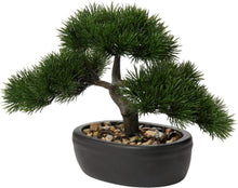 Kunstbonsai Kiefer Zeder Podocarpus Schwarz 25 x 23 cm
