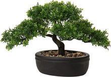 Kunstbonsai Zeder Kiefer Podocarpus Schwarz Keramik-Übertopf