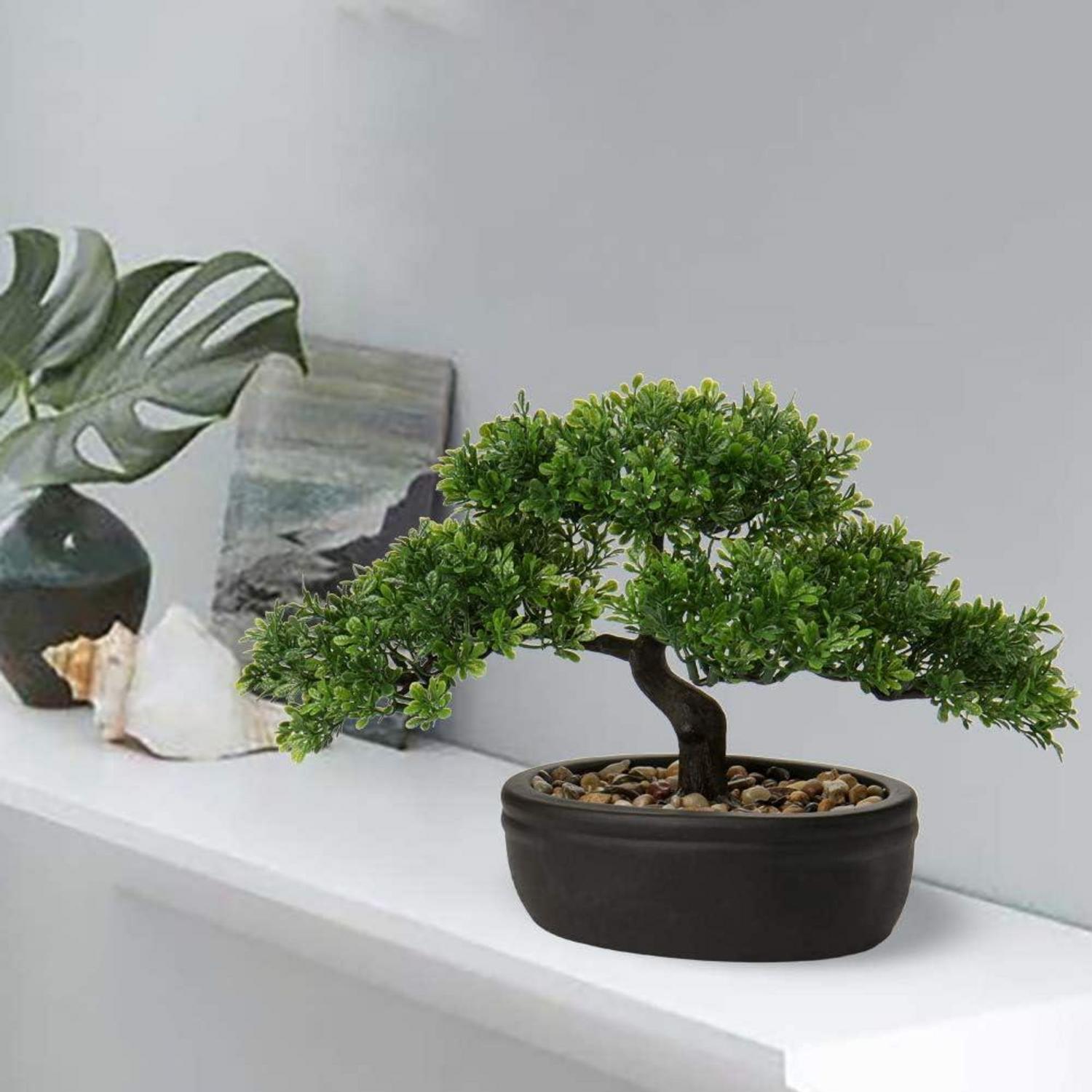 Kunstbonsai Podocarpus Zeder Kiefer Schwarz Keramik-Übertopf 25 x 23 cm