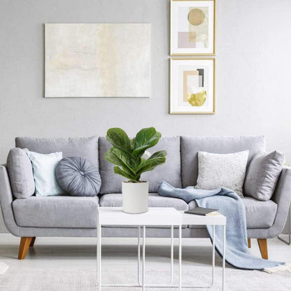 Künstliche Monstera Kunstpflanze im Topf | Deko Ficus Lyrata | 31cm