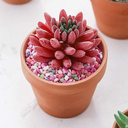 6er Set Terrakotta Blumentöpfe 13,1x13,1 cm mit