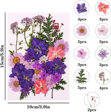 105er Veraing Natürliche Getrocknete DIY Gepresste Blumen