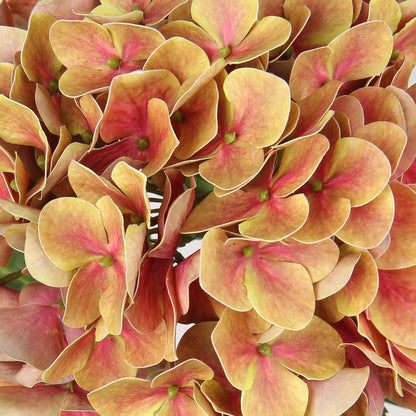 Künstliche Hortensie Blumen Real-Touch 2 Stück Dunkel-Goldenes