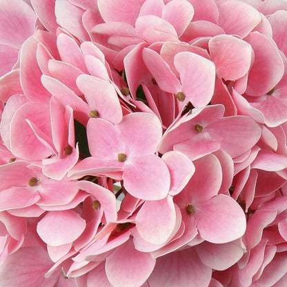 Künstliche Hortensie Real-Touch Kunstblumen 63 cm 2er-Set