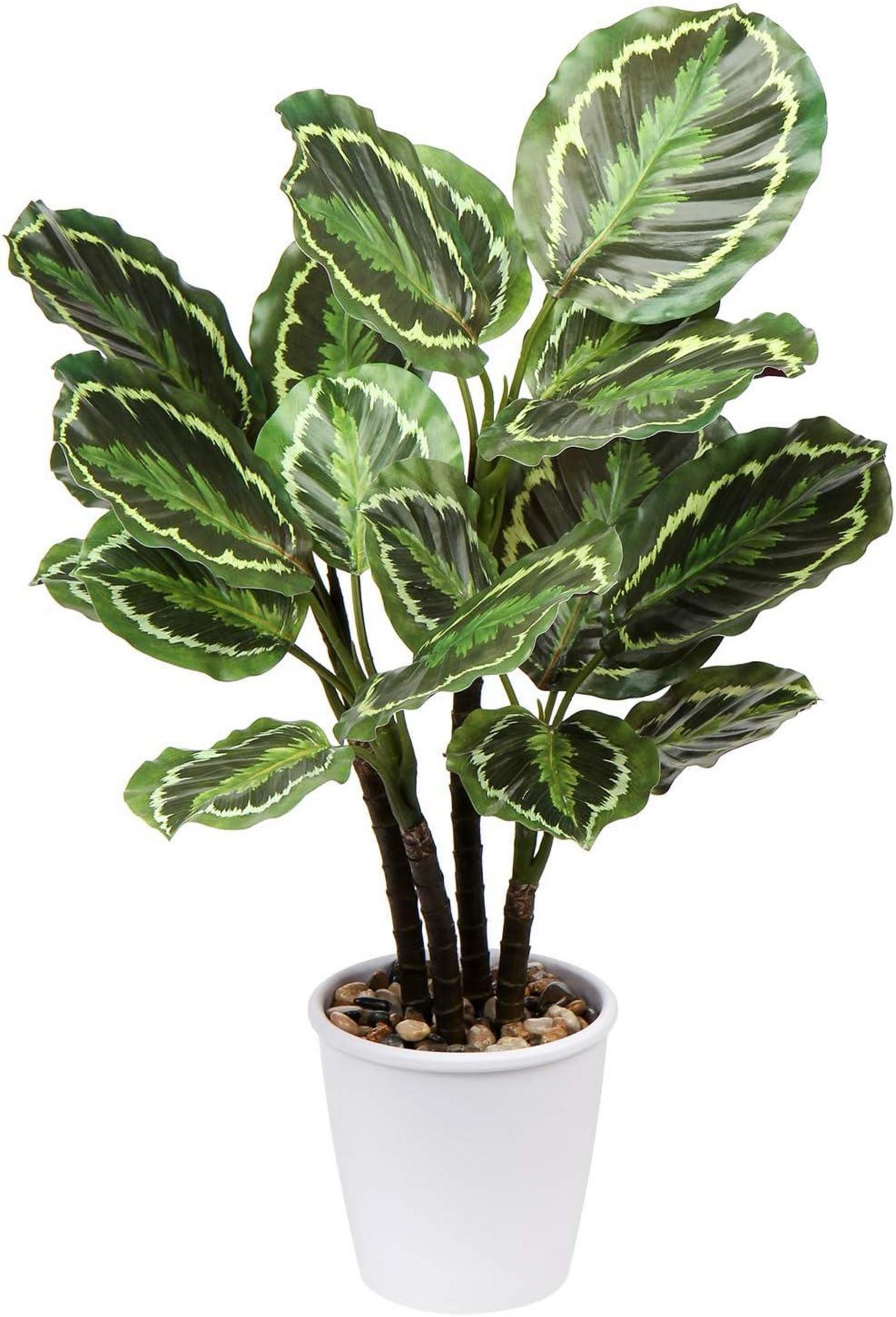 Künstliche Calathea Medaillon Kunstpflanze 63cm Tropische Deko