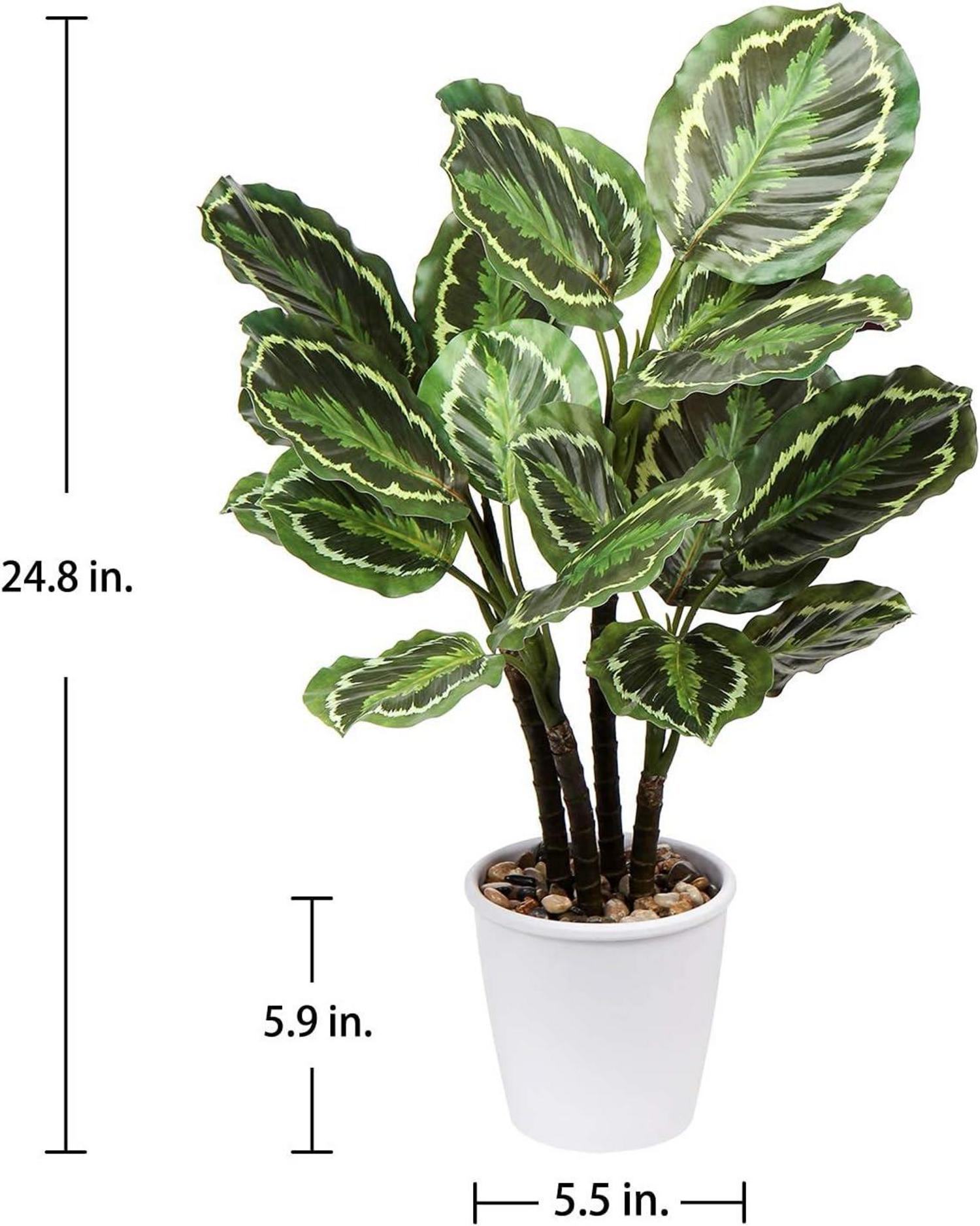 Künstliche Calathea Medaillon Kunstpflanze 63cm Tropische Deko