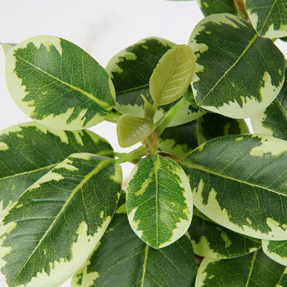 Künstliche Kamelie Kunstpflanze Seidenblumen Deko Blumen