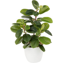 Künstliche Kamelie Kunstpflanze im Kunststofftopf, Deko