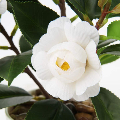 Künstliche Kamelie Kunstpflanze im Kunststofftopf 28 cm