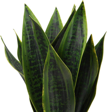 Künstliche Sansevieria Zimmerpflanze mit Keramiktopf weiß 40.6cm