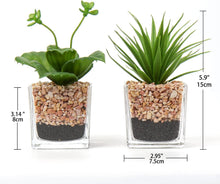 2er Set Künstliche Sukkulenten Kunstpflanze im Glastopf