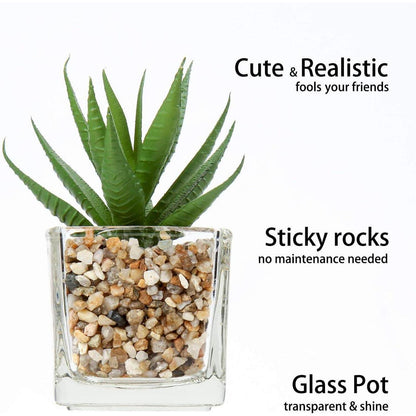 Künstliche Sukkulenten Pflanzen Set im Glastopf, 10.5cm