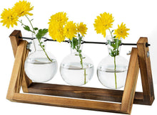 Vermehrungsstation Upgrade Zwiebel Vase Pflanzer Holzständer Glas