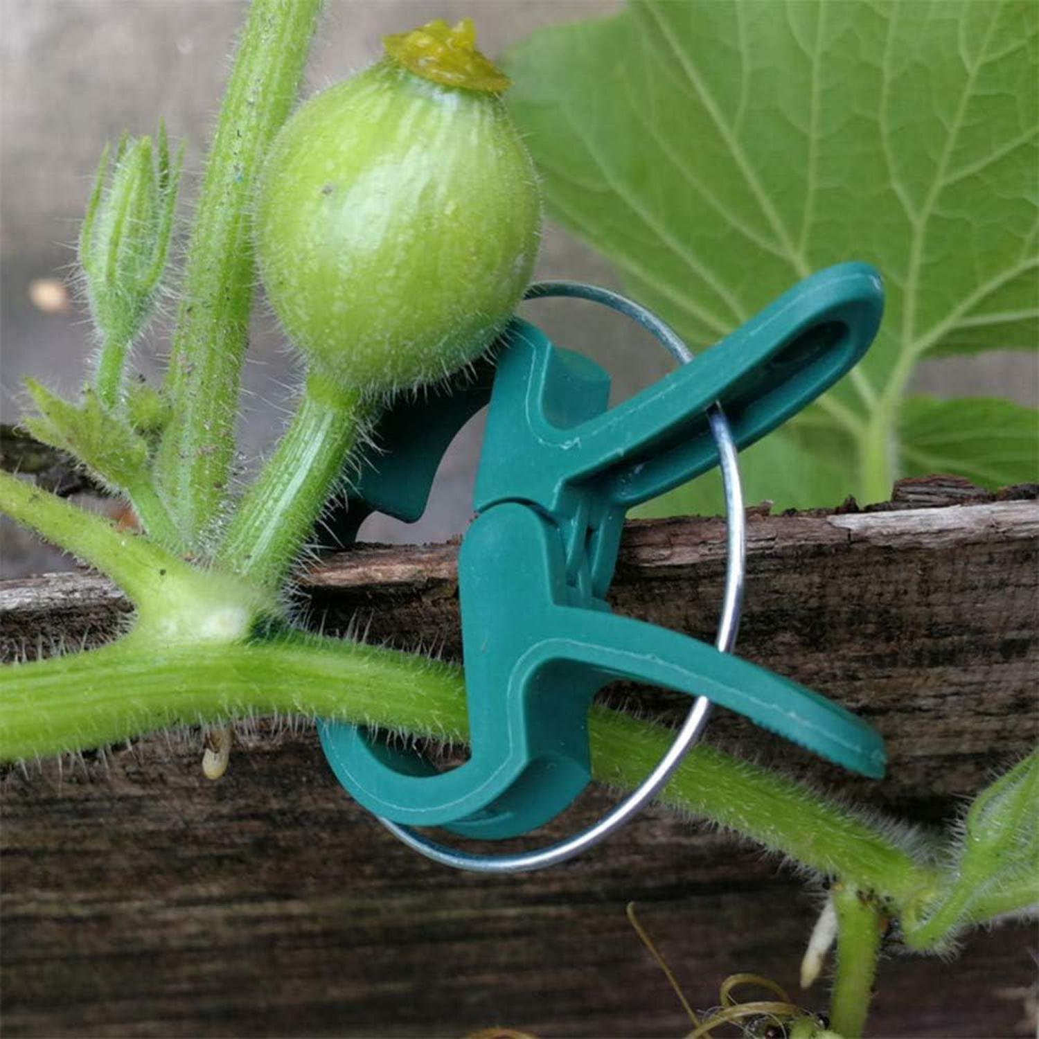 110 Pflanzenclips Rankhilfe Tomaten Gurken Rosen Kletterpflanzen