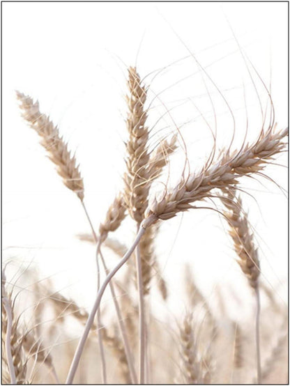 SWECOMZE 3er Poster Set Premium Home Deko Vintage Beige 50x70cm